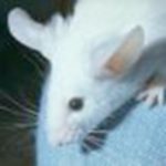 Profile picture of Clik the mouse